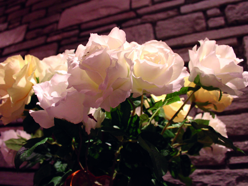 Schöne Weiße Rosen